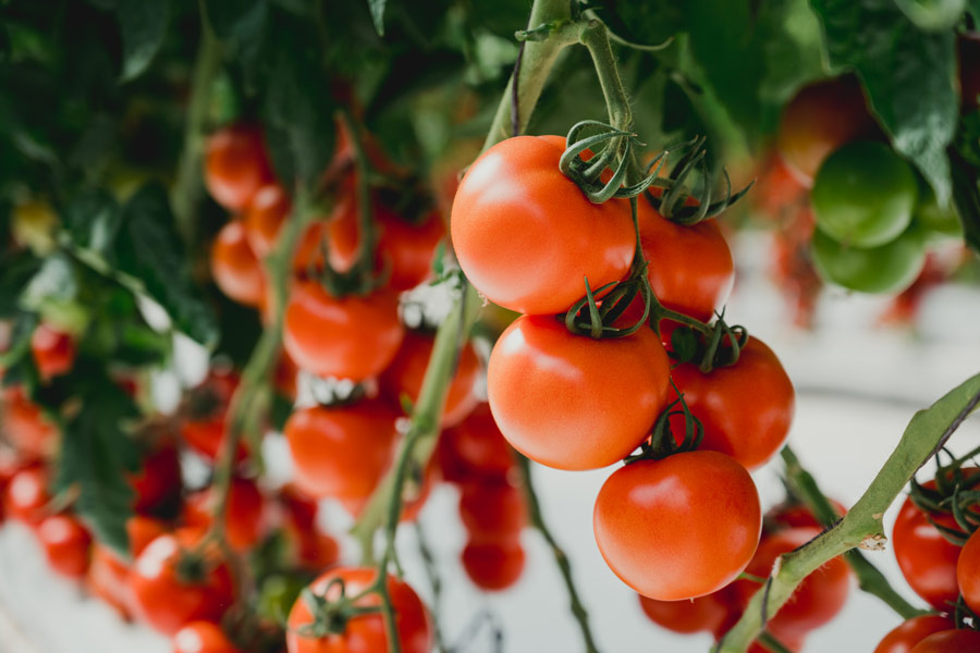 ahern-blog-tomato-featured
